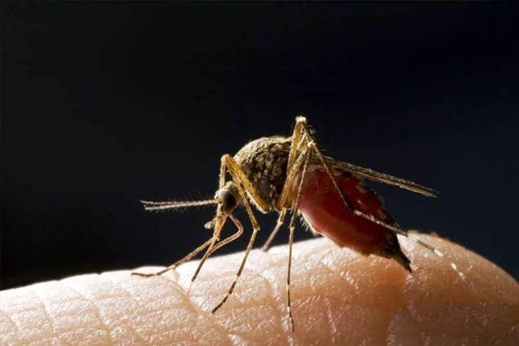 شركة رش مبيدات حشرية مكافحة حشرات البعوض في المشرف أبو ظبي