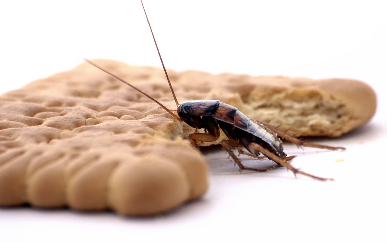 شركة مكافحة حشرات الصراصير في المنطقة الغربية أبو ظبي