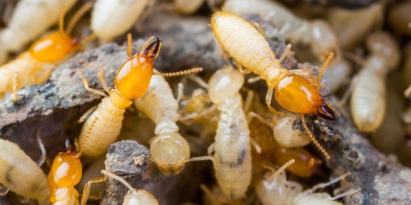 شركة مكافحة النمل الأبيض في المرور أبو ظبي