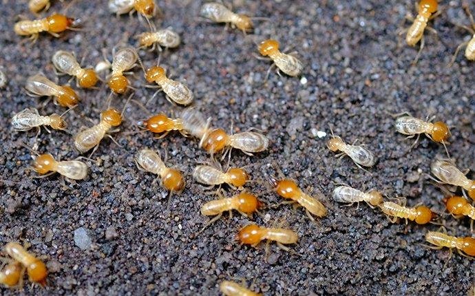 شركة مكافحة النمل الأبيض في ليوا أبو ظبي