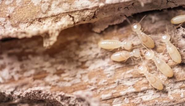 شركة مكافحة حشرات النمل الأبيض في الخالدية أبو ظبي