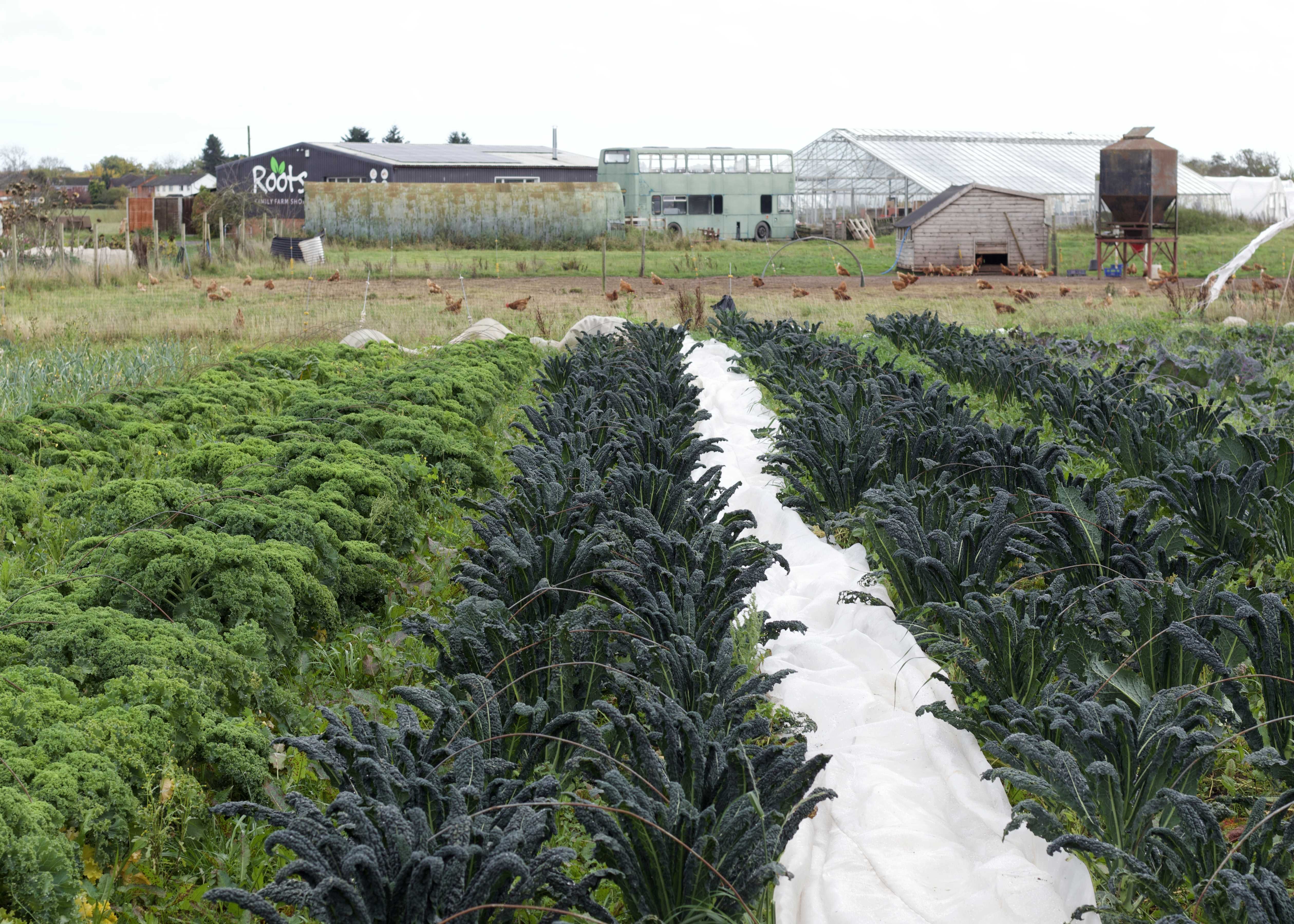 Rows of kale crops in the field at Roots Family Farm Shop with the egg laying chickens in the background