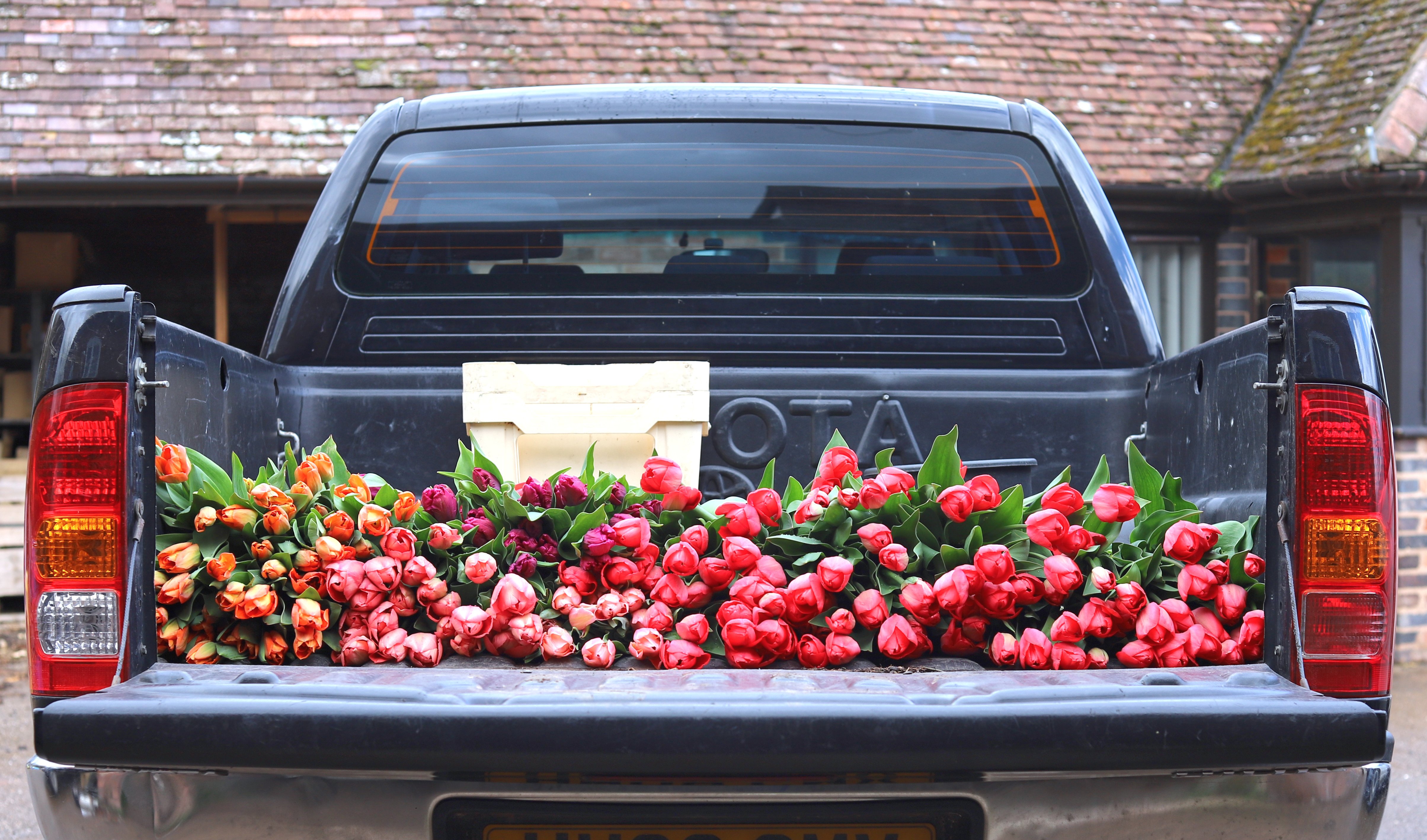Freshly harvested tulips on the flower truck