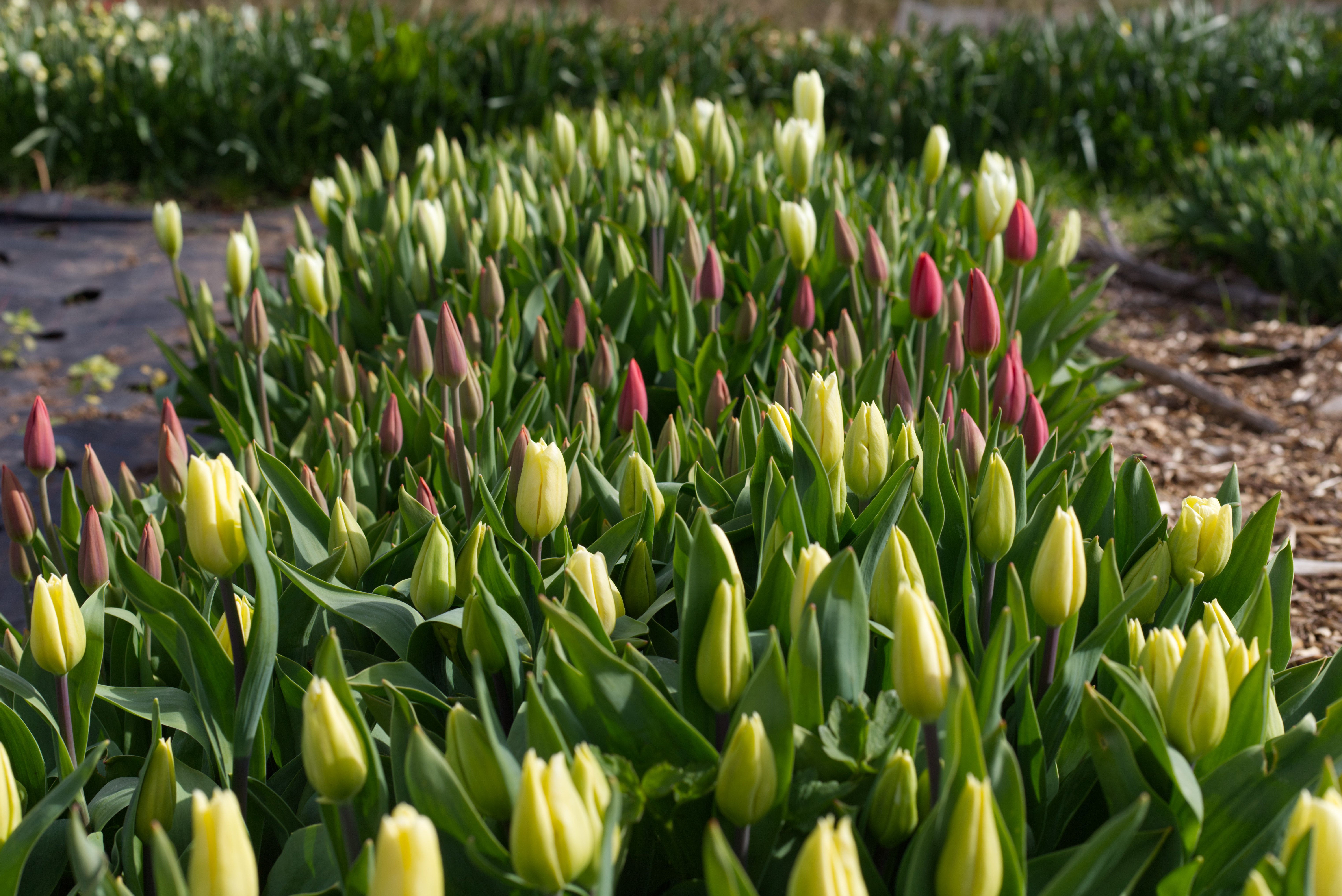 Tulips growing in the field at Roots Family Farm Shop, Worcester, UK.