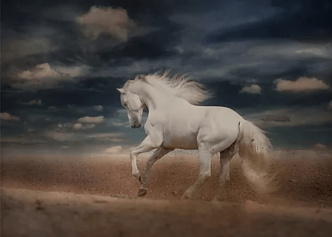 white horse.jpg