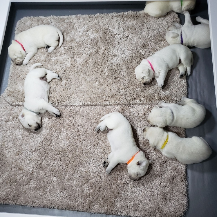 White labrador hot sale puppies