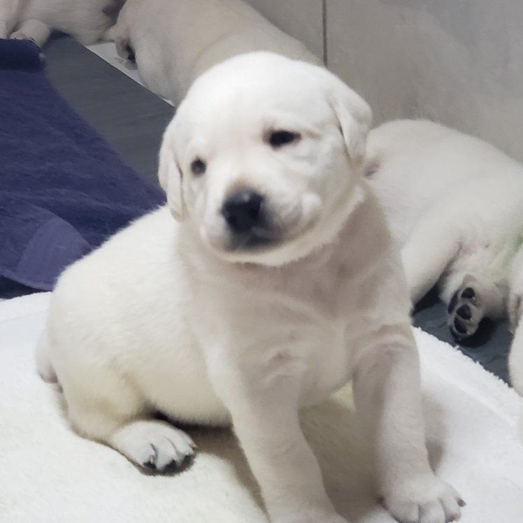 White labrador retriever 2024 puppies for sale