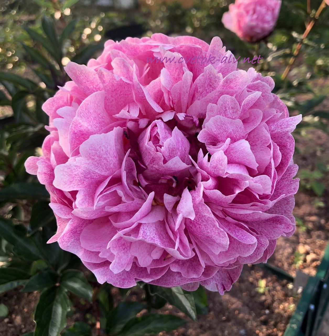 Pietertje vriend wagenaar пион фото