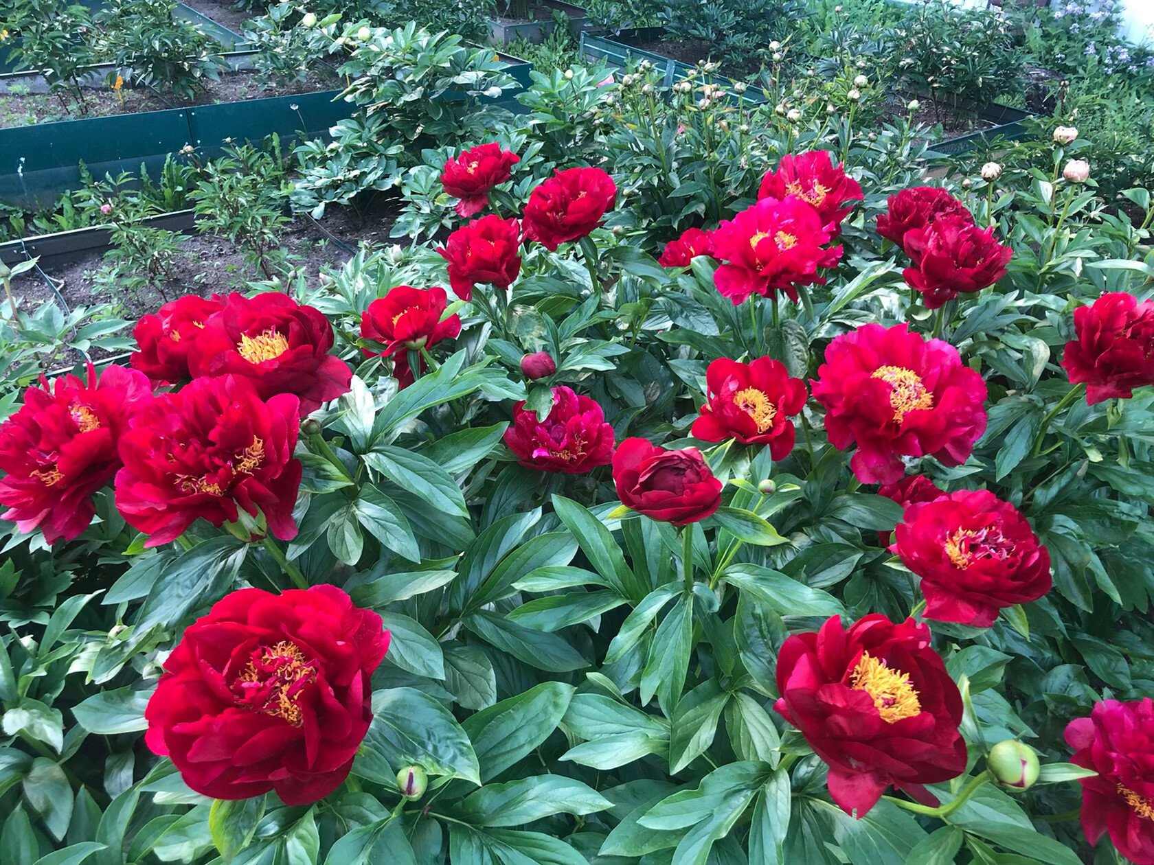 Ред роуз усть кут цветы каталог с фотографиями