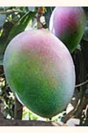 Mango fresc