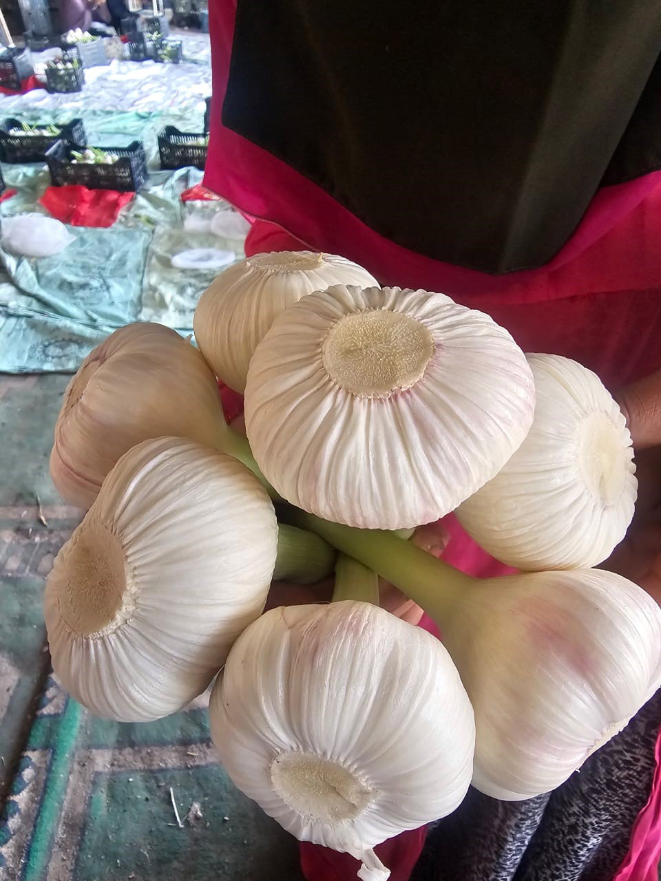 Fresh Garlic