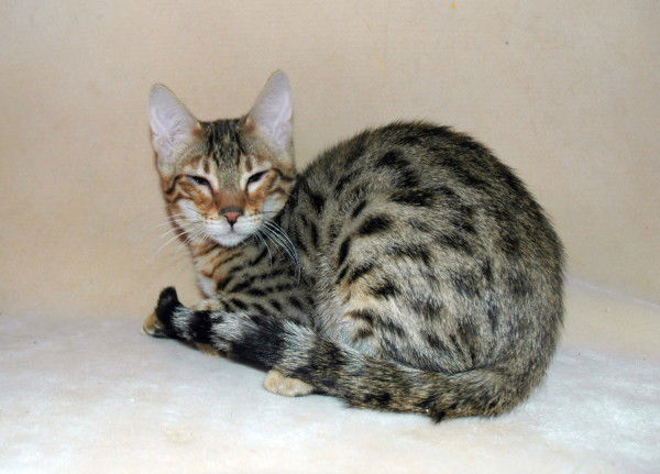 Cute Bengal cat - Exam says 100% healthy, he is TICA registered