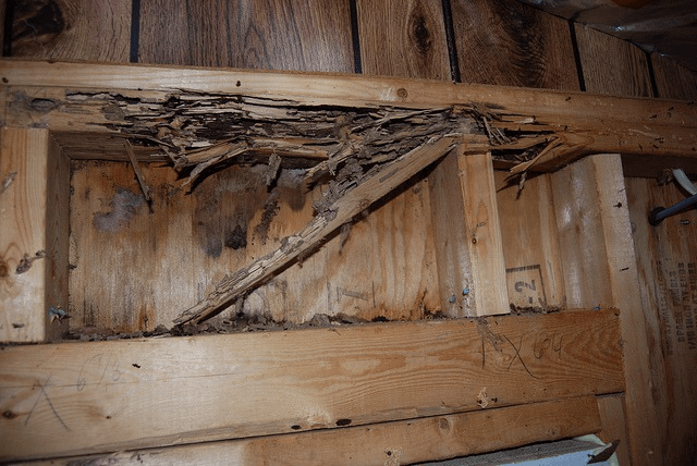 signs-of-termite-damage