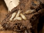 Subterranean Termites Photos