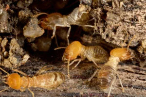 termite-inspection-services