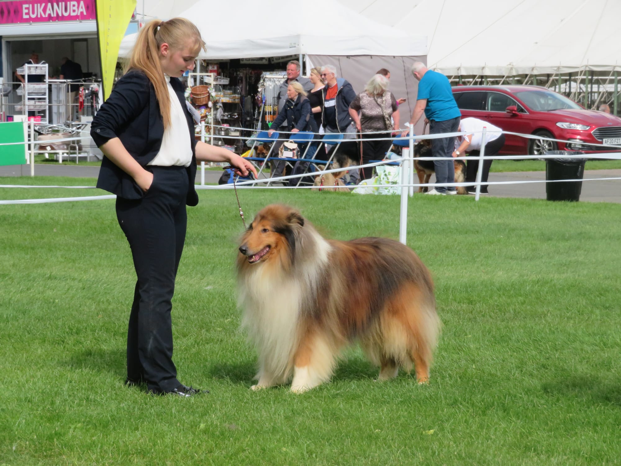 Three counties dog sales show