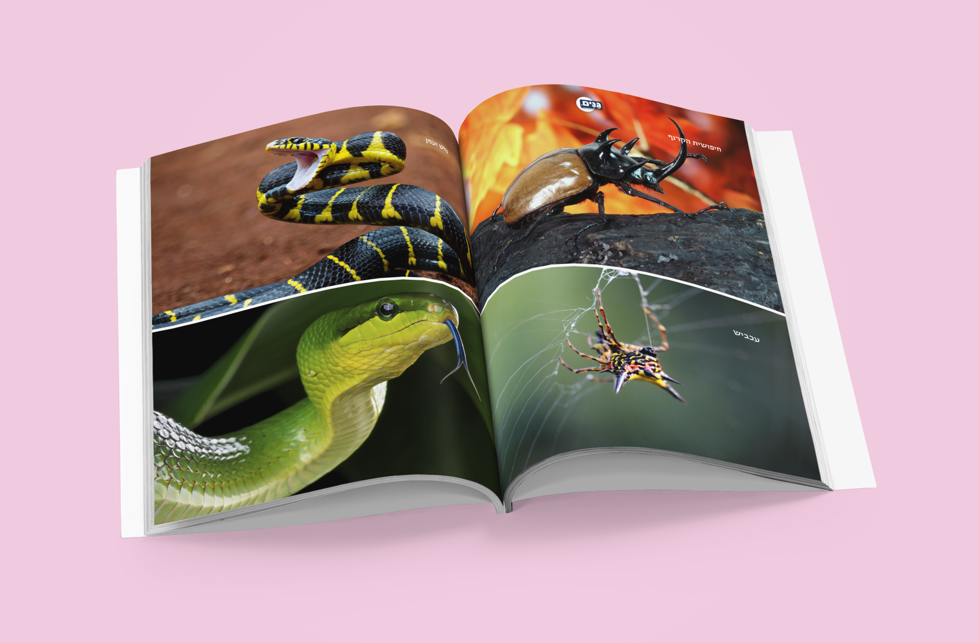 Animal sheet - for children