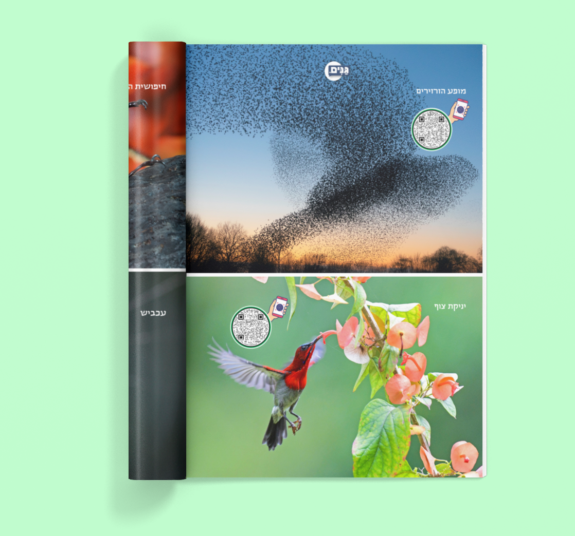 Animal sheet - for children