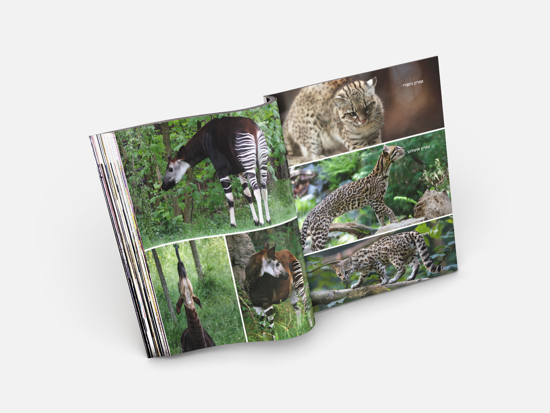 Animal sheet - for children