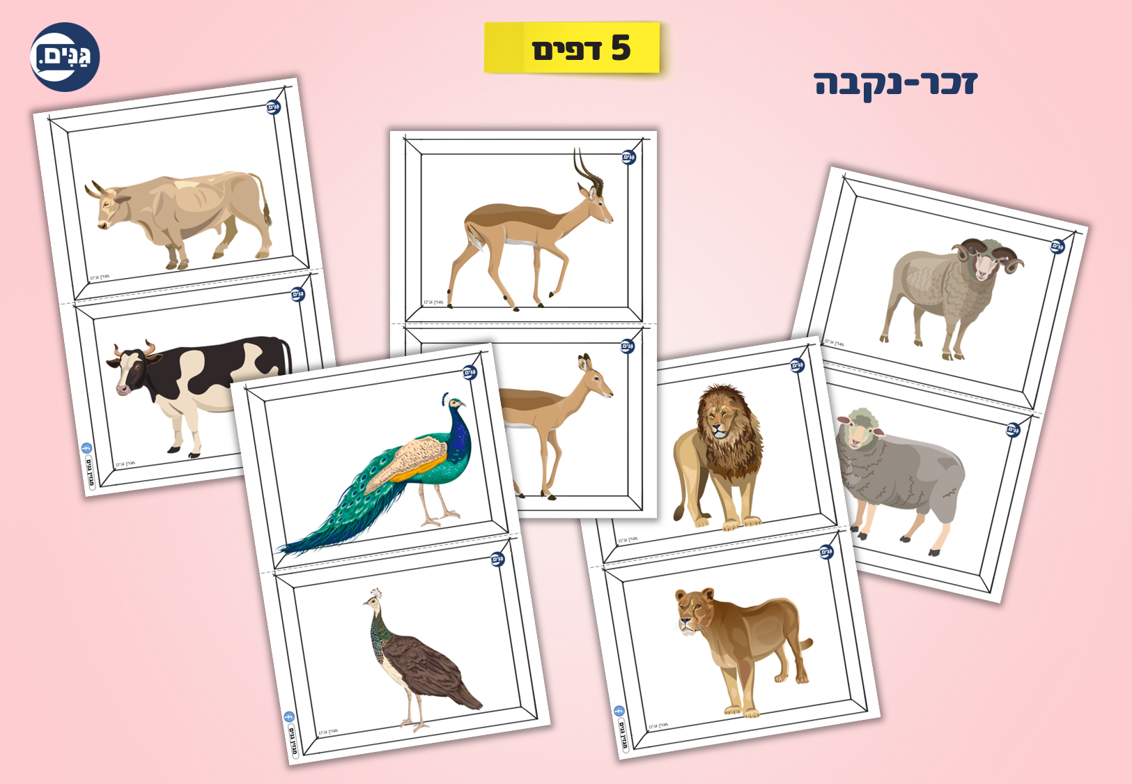 What does an animal kindergarten assessment include?