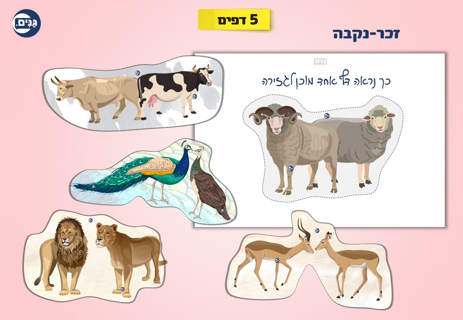 What does an animal kindergarten assessment include?