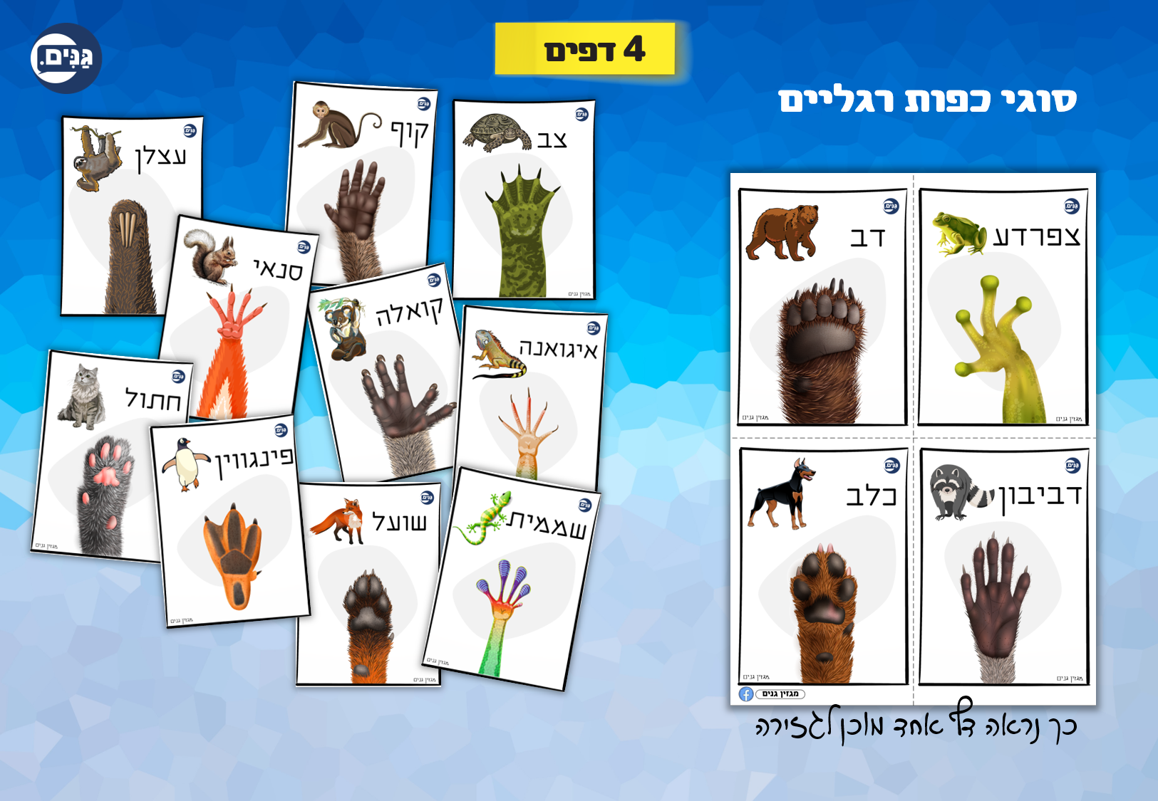 What does an animal kindergarten assessment include?