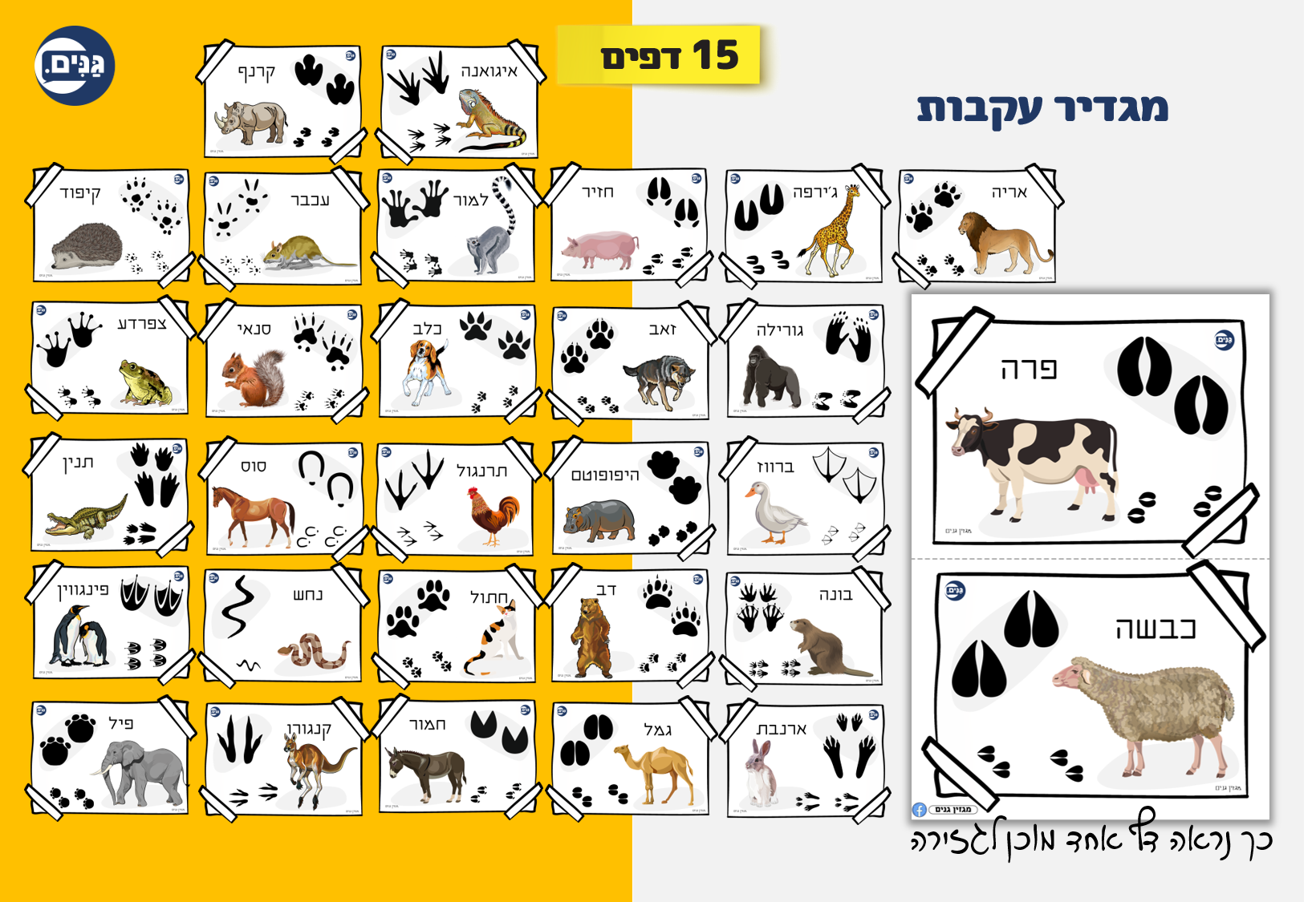 What does an animal kindergarten assessment include?