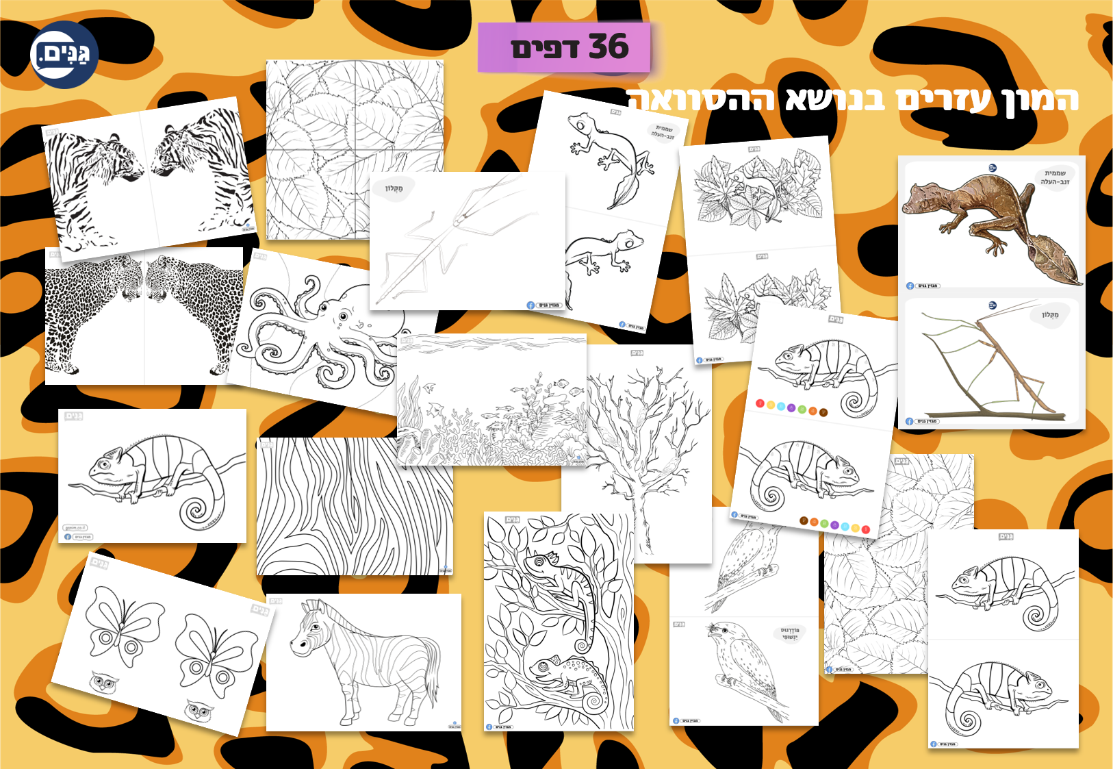 What does an animal kindergarten assessment include?