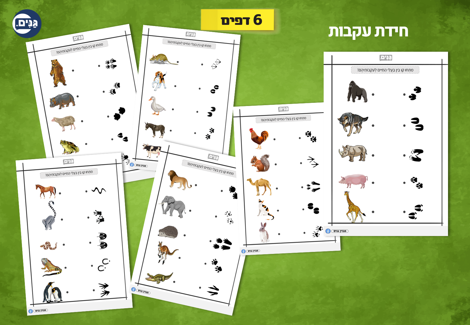 What does an animal kindergarten assessment include?