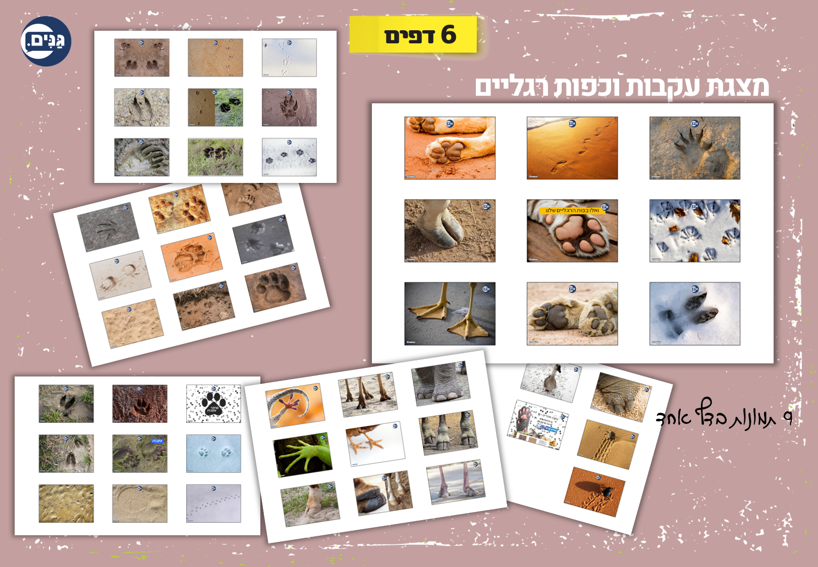 What does an animal kindergarten assessment include?