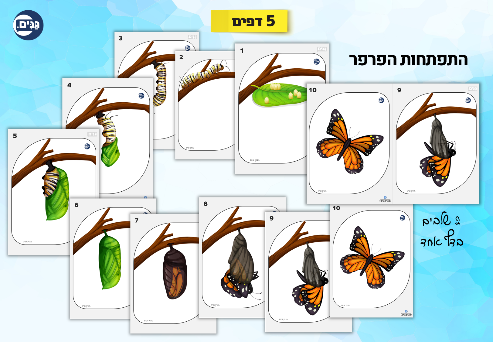 What does an animal kindergarten assessment include?