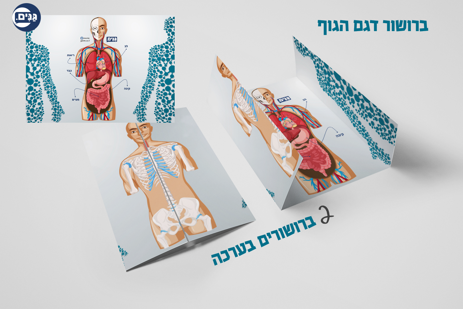 What does a kindergarten assessment about my body involve?