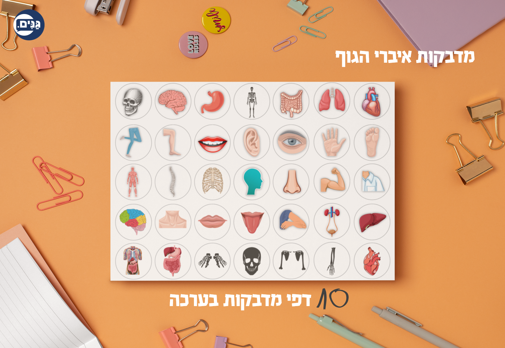 What does a kindergarten assessment about my body involve?