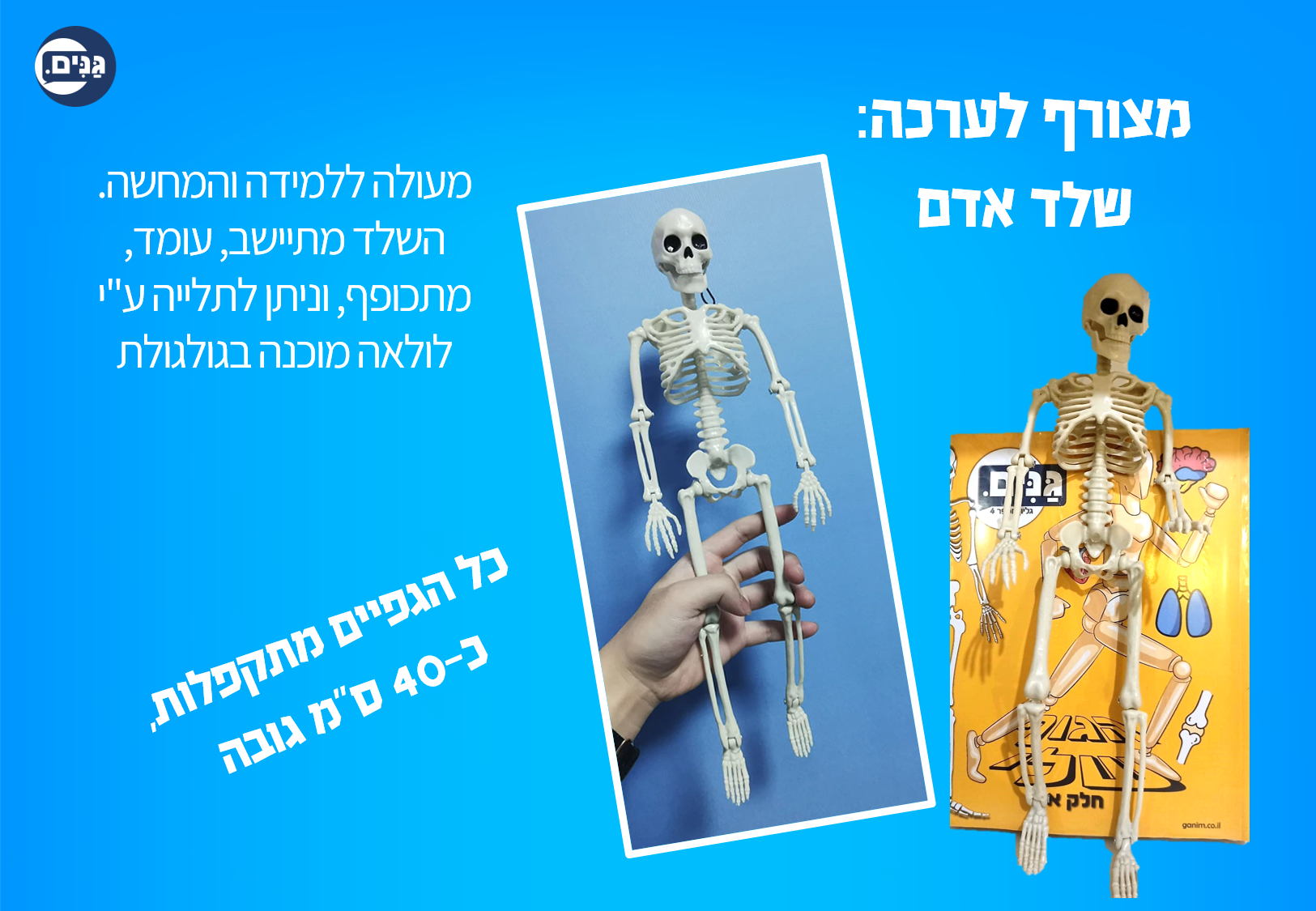 What does a kindergarten assessment about my body involve?