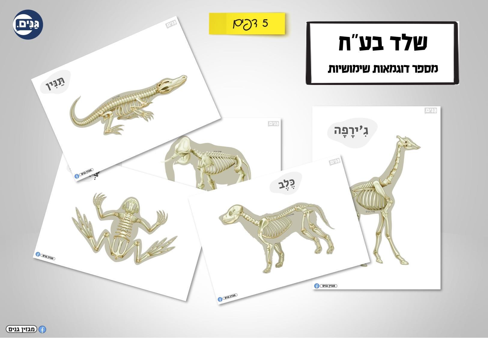 What does a kindergarten assessment about my body involve?