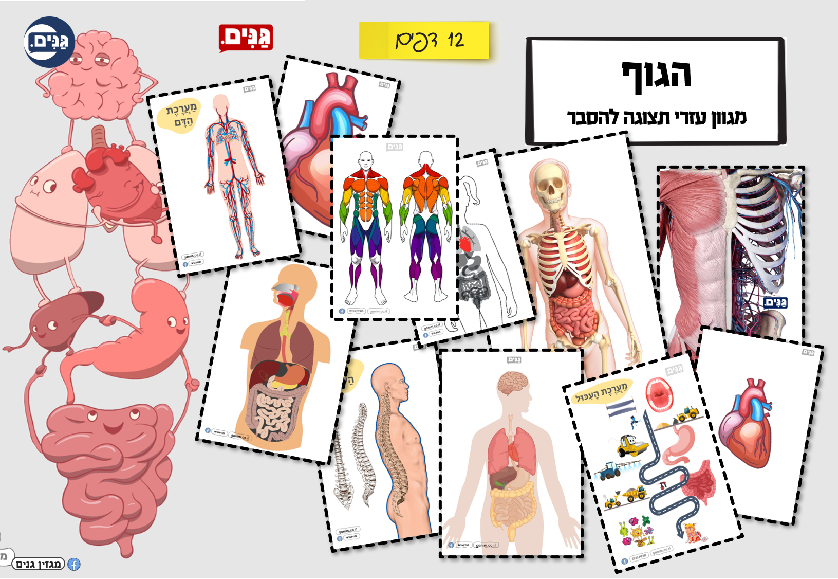 What does a kindergarten assessment about my body involve?