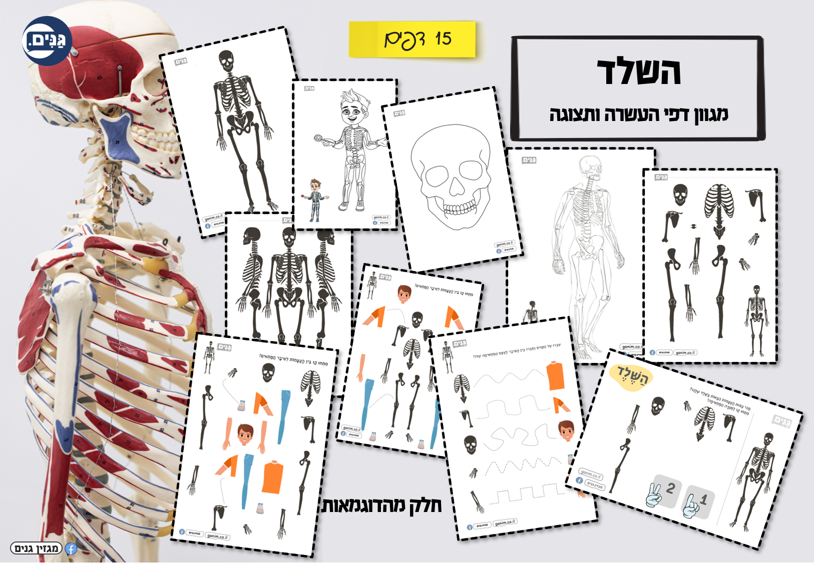 What does a kindergarten assessment about my body involve?