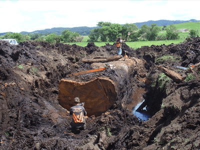 Ein präfossiler Kauribaum wird ausgegraben