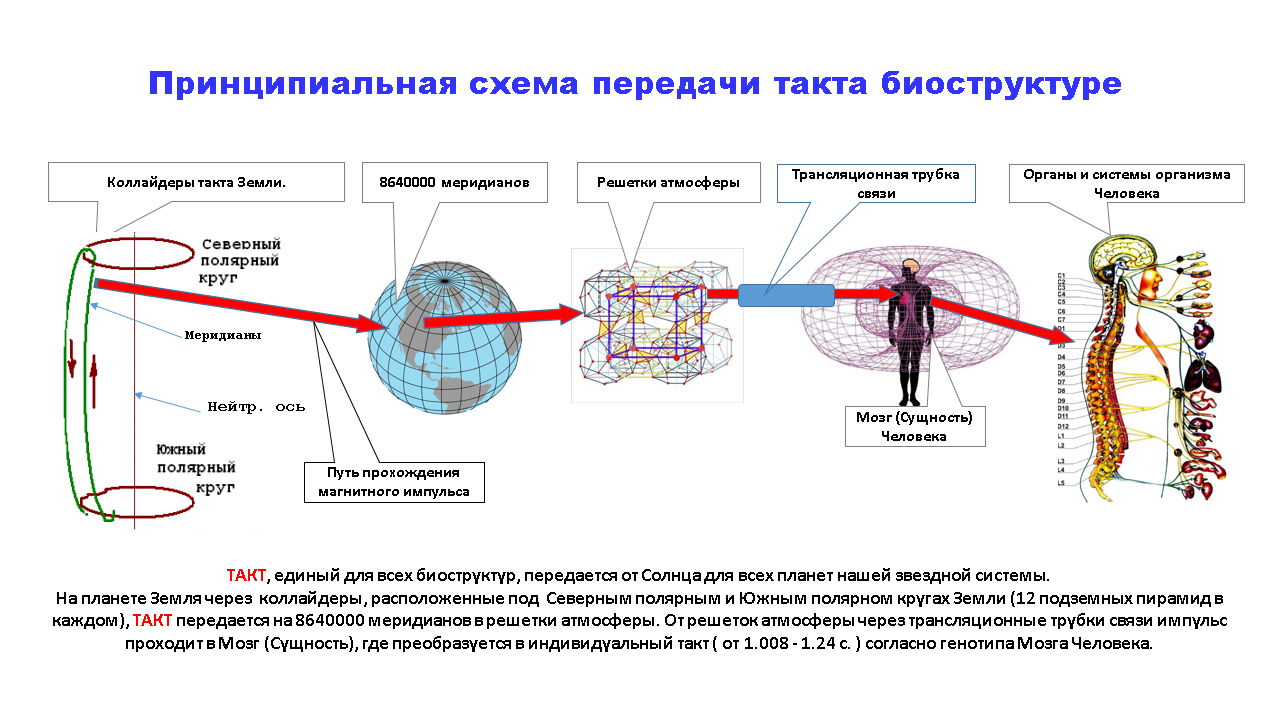 Передача импульса организма. Схема передачи импульса. Передача информации в организме. Схема электрического импульса в организме человека. Системы передачи информации в мозге,.