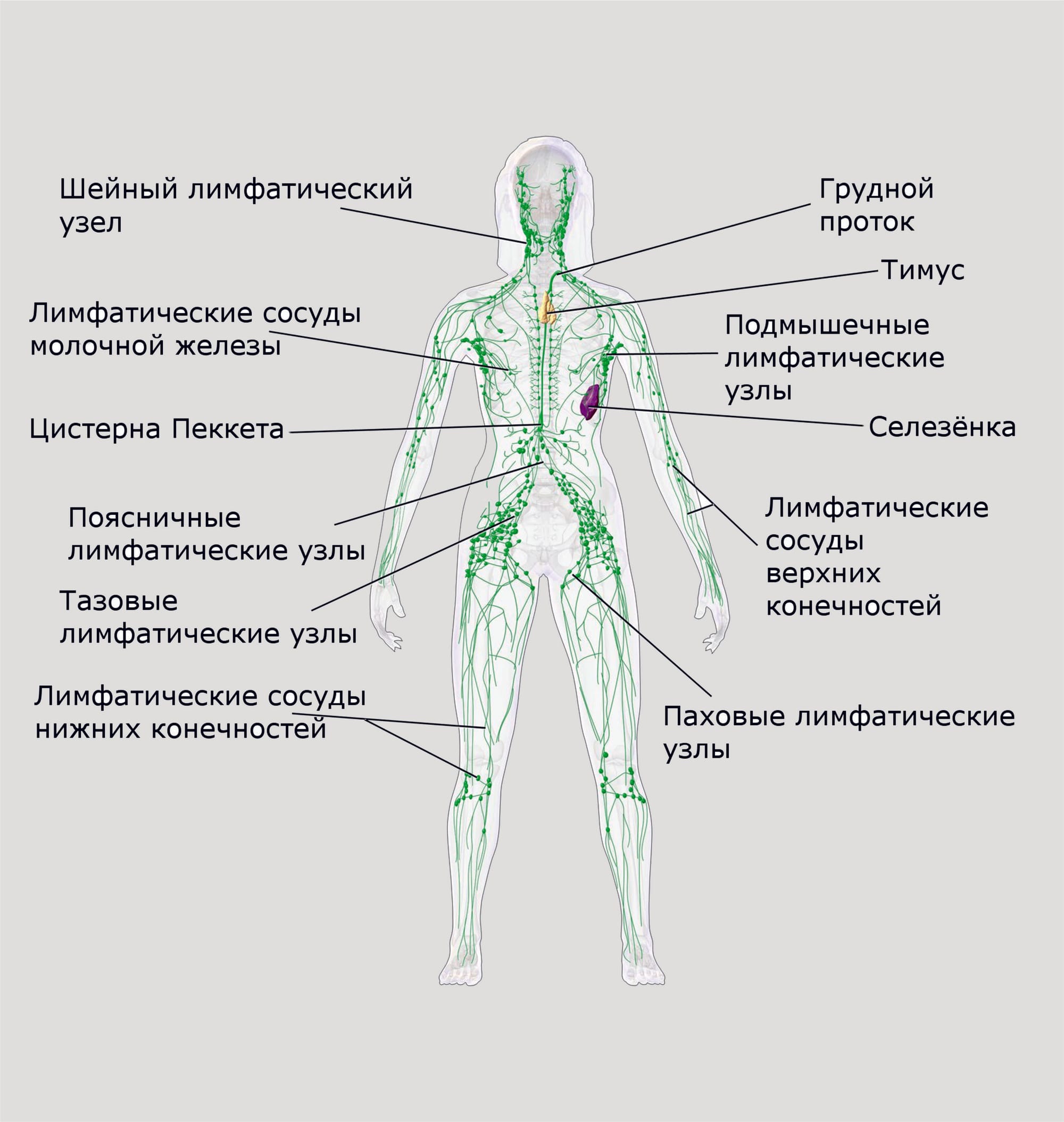 Вода какая система органов