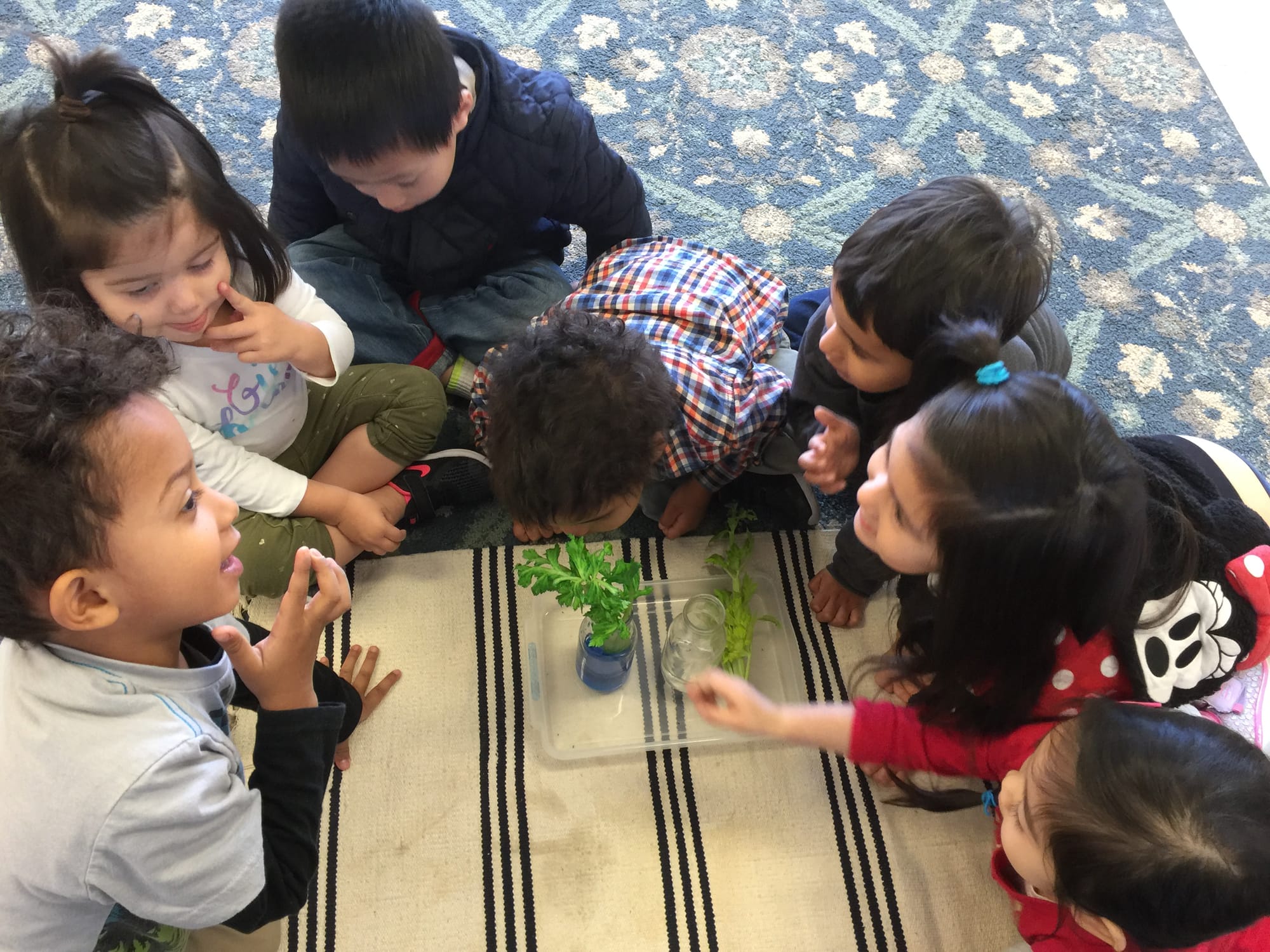 montessori in garden grove