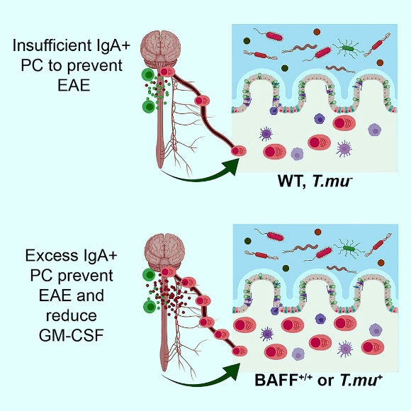 Plasma cells (PC) are found in the central nervous system of multiple sclerosis patients, yet their source and role in multiple sclerosis remains unclear. Rojas et al find that some PC in the central nervous system of mice with experimental autoimmune encephalomyelitis (EAE) originate in the gut and produce immunoglobulin A (IgA). Moreover, the researchers show that IgA + PC are dramatically reduced in the gut during EAE, and likewise, a reduction in IgA-bound fecal bacteria is seen in multiple sclerosis patients during disease relapse. Image credit: Rojas et al, doi: 10.1016/j.cell.2018.11.035.
