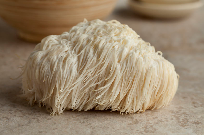Lion’s Mane Mushroom – Unparalleled Benefits for Your Brain and Nervous System