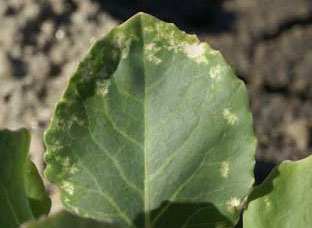 Leaf damage from bagrada bugs