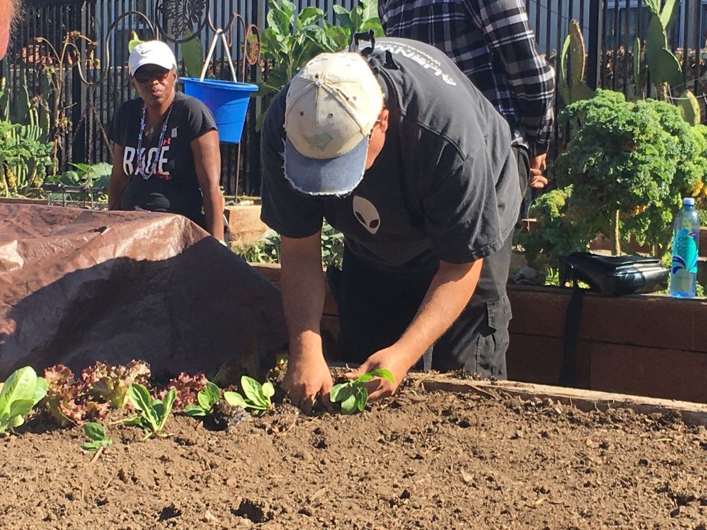 Planting salad greens