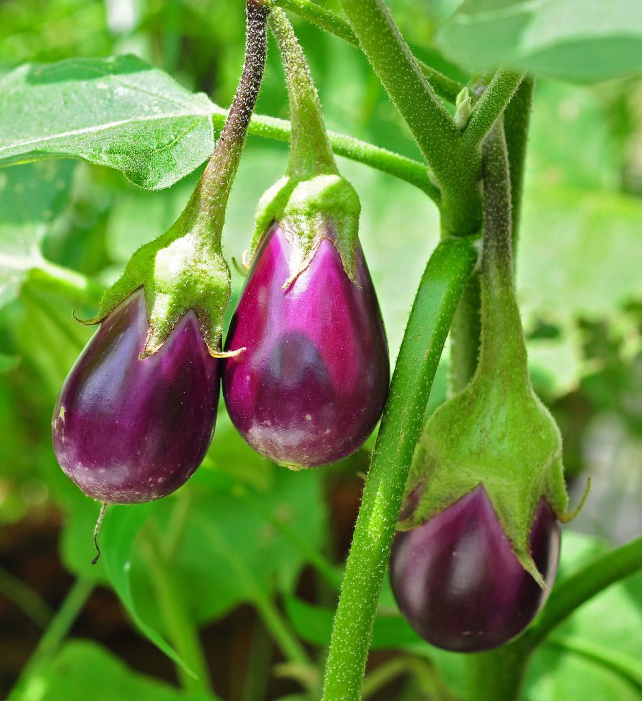 eggplant