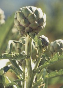 Artichoke