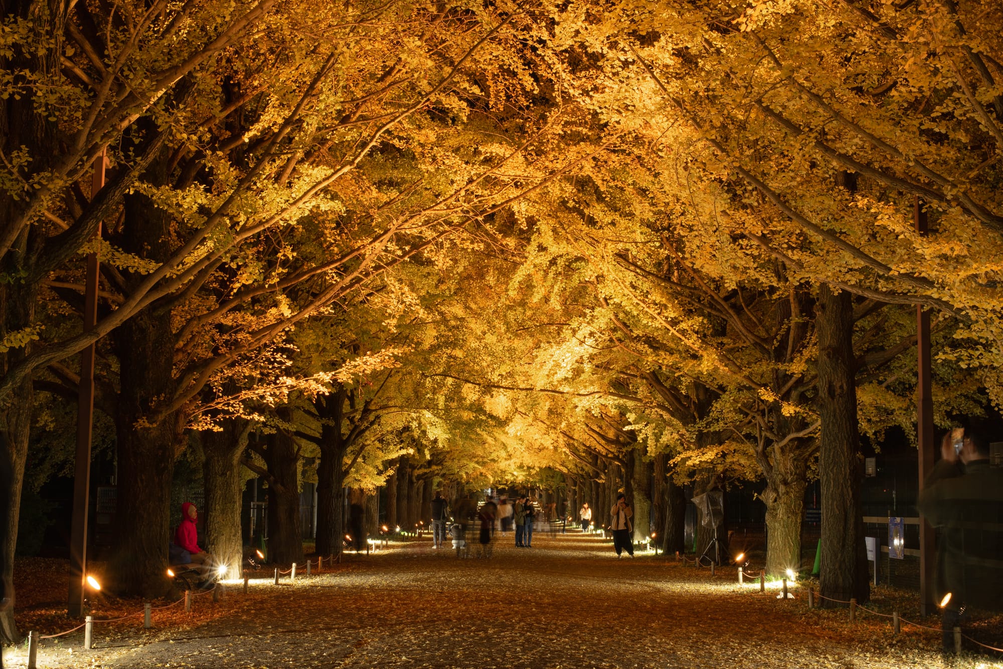 日本景點 東京國營昭和紀念公園 Tokyo Showa Kinen Park Photosha