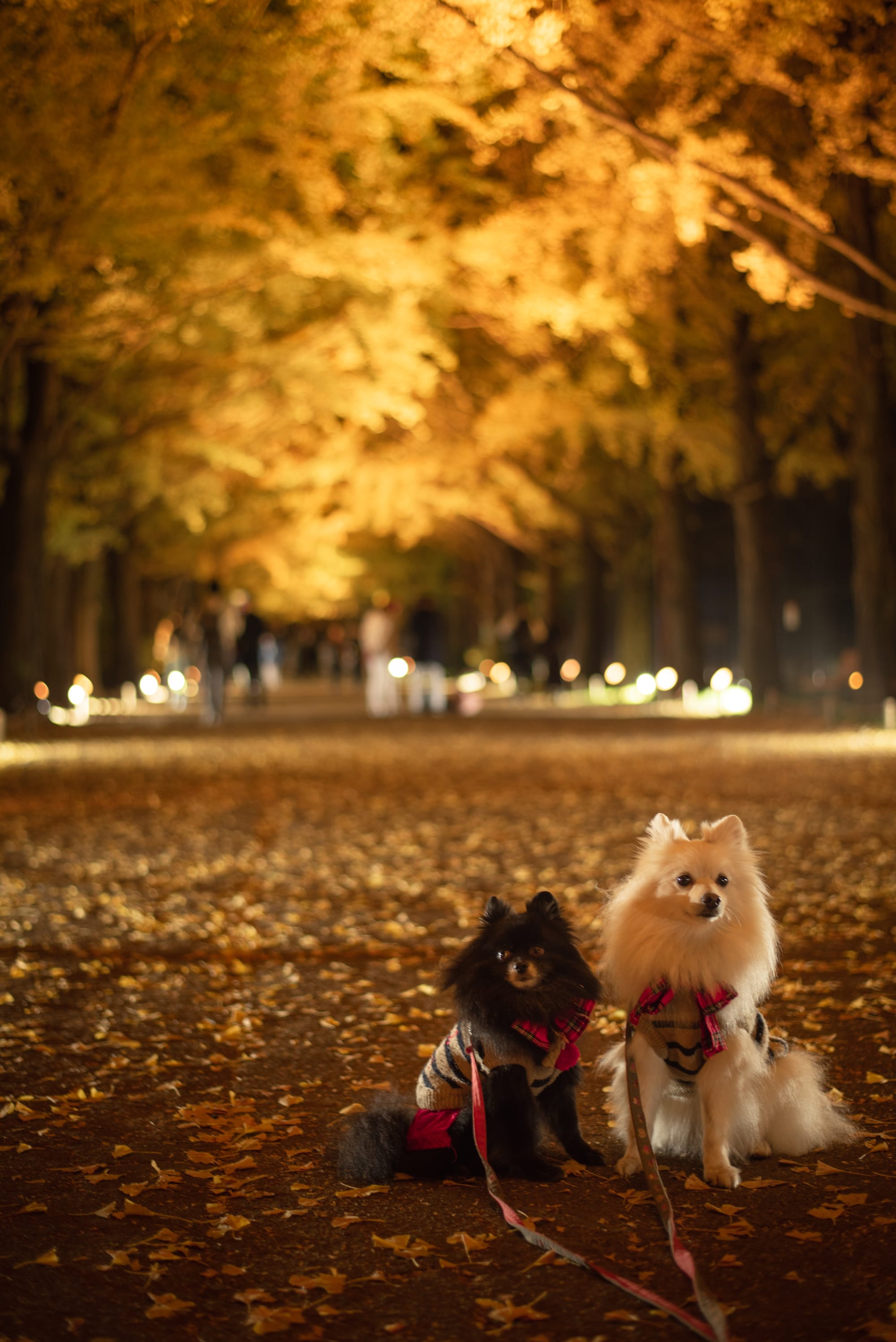 日本景點 東京國營昭和紀念公園 Tokyo Showa Kinen Park Photosha