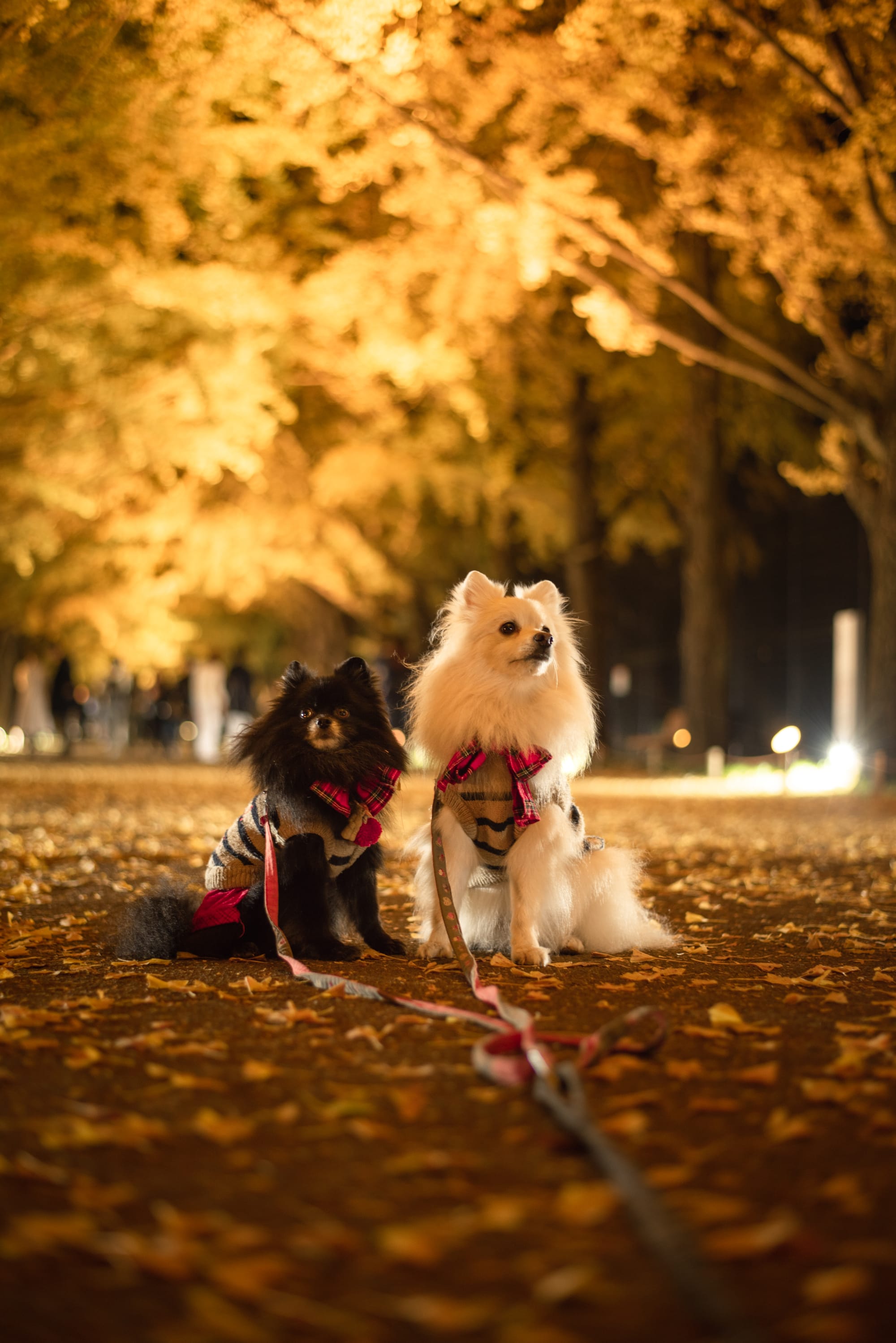 日本景點 東京國營昭和紀念公園 Tokyo Showa Kinen Park Photosha